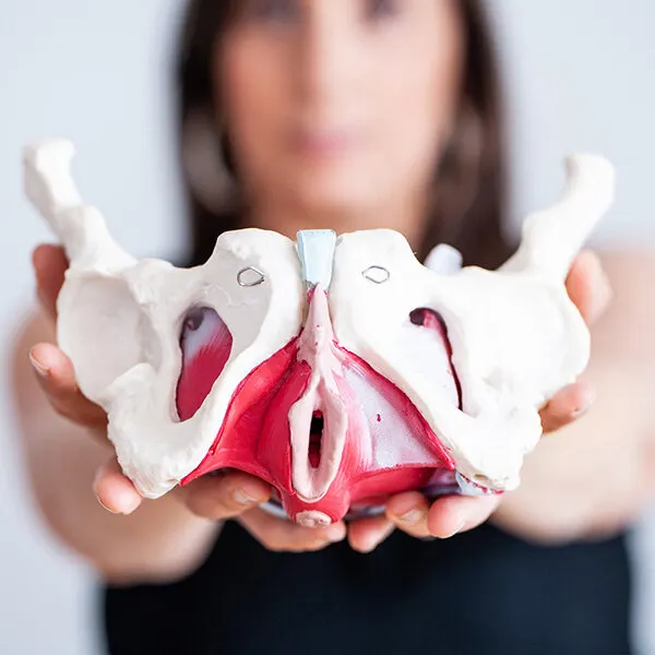 Model of a pelvic floor anatomy held by a woman, illustrating pelvic health and anatomy in the context of pelvic floor dysfunction assessment.